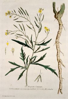 Graphics, Regnault, Rocket, Arugula, 1774: La Roquette Sauvage. Eruca Silvestris. Oruga. Great Rockat. Ruchetta. Rauchen.