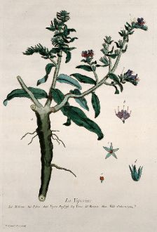 Grafiken, Regnault, Natternkopf, 1774: La Viperine. Echium. Echio. Vipers Bugloss. Yerva del Bwora. Vild Ochsenzum.