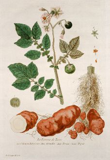 Grafiken, Regnault, Kartoffel Pflanze, 1774: La Pomme de Terre. Solanum Tuberosum. Grundbir. Potatoe. Papas.