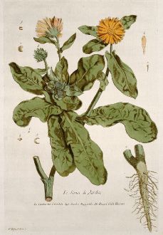 Graphics, Regnault, Marigold, 1774: Le Souci de Jardin. Caltha. Calendola. Garden Marygolds. Rengel Gold Blumen.