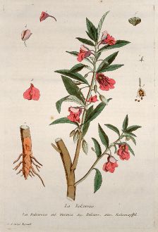 Graphics, Regnault, Garden Balsam, 1774: La Balsamine. Balsamina. Garanza. Balsame. Balsamapffel.