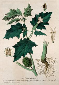 Grafiken, Regnault, Gemeiner Stechapfel, 1774: La Pomme Epineuse. Stramonium. Thorn-apple. Stramonio. Dorrenapfel.