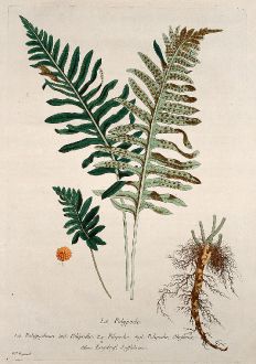 Graphics, Regnault, Common Polypody, 1774: Le Polypode. Polypodium. Polipodio. Filipodio. Polipodie, Okeferne. Engelsuf, Suffabren.