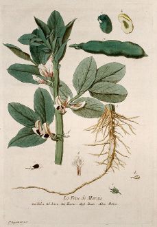 Graphics, Regnault, Bean, 1774: La Fêve de Marais. Faba. Fava. Havas. Bean. Bonen.