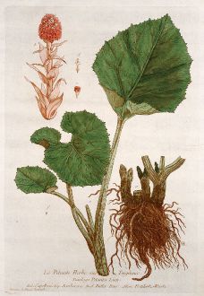 Graphics, Regnault, Butterbur, 1774: Le Pétasite Herbe aux Teigneux. Tussilago Petasites. Capellazi. Semberera. Butter-Burr. Pestilentz-Wurtz.