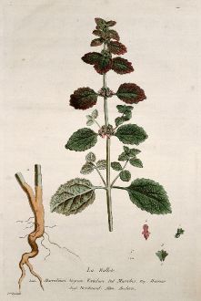 Graphics, Regnault, Black Horehound, 1774: La Ballote. Marrubium Nigrum Foetidum. Marrobio. Marruio. Horehound. Andorn.