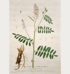 Le Galega ou la Rue de Chevre. Galega Officinalis. Ruta Capraria. Gallegua. Goats-Rue. Geiss-Raute.