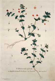 Graphics, Regnault, Anagallis, 1774: Le Mouron mâle et femelle. Anagallis. Anagallide. Muruges. Pimpernell. Gauchheyl.