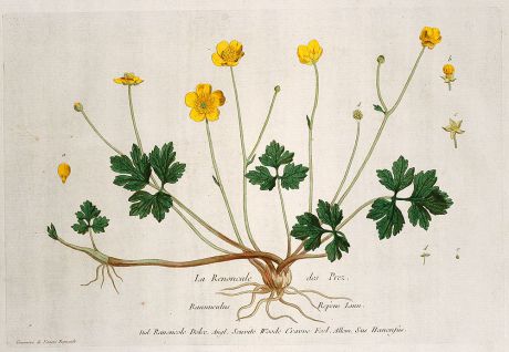 Graphics, Regnault, Creeping Buttercup, 1774: La Renoncule des Prez. Ranunculus Repens. Ranoncole Dolee. Seuvite Woode Crawe Foel. Sus Hanenfus.