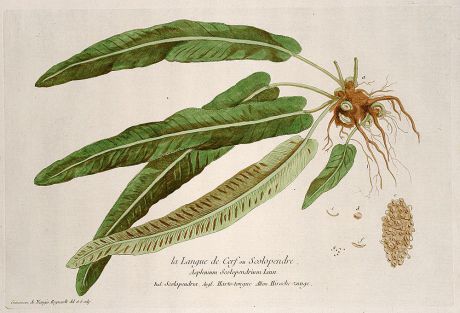 Grafiken, Regnault, Hirschzungenfarn, 1774: La Langue de Cerf ou Scolopendre. Asplenium Scolopendrium. Scolopendria. Harts-tongue. Hirsche-zunge.