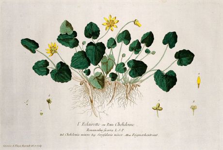 Grafiken, Regnault, Scharbockskraut, 1774: L'Eclairette ou Petite Chelidoine. Ranunculus ficaria. Chelidonia minore. Scrofularia minor. Feigmarkenkraut.