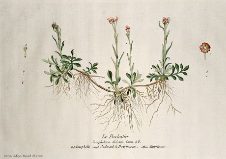 Graphics, Regnault, Cudweed, 1774: Le Piechatier. Gnaphalium dioicum. Gnaphalio. Cudweed & Dowueweed. Rubrtraut.