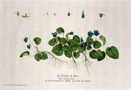 Grafiken, Regnault, Duftveilchen, 1774: La Violette de Mars. Viola odorata. Viola mammula. Violetta. Violet. Biolen.